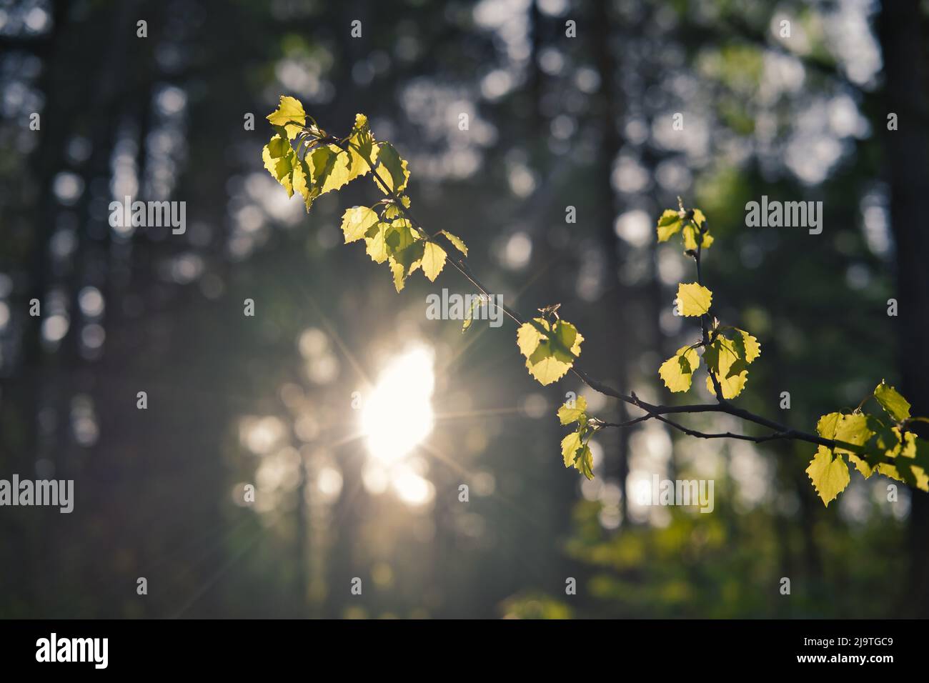 Foglie verdi giovani sul ramo dell'albero alla luce del mattino. Stagione primaverile sfondo naturale. Foto Stock