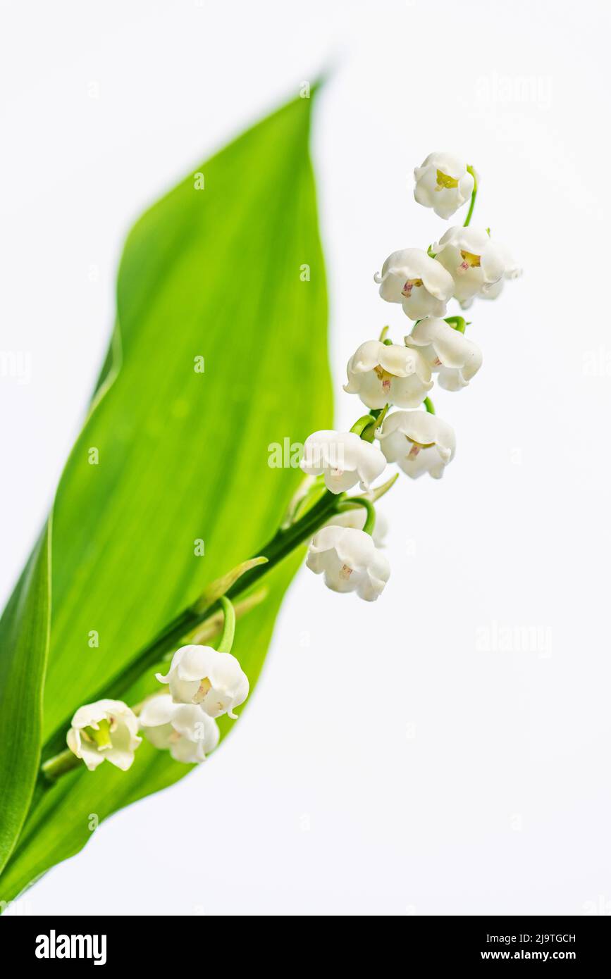Il giglio della valle, convallaria majalis Foto Stock