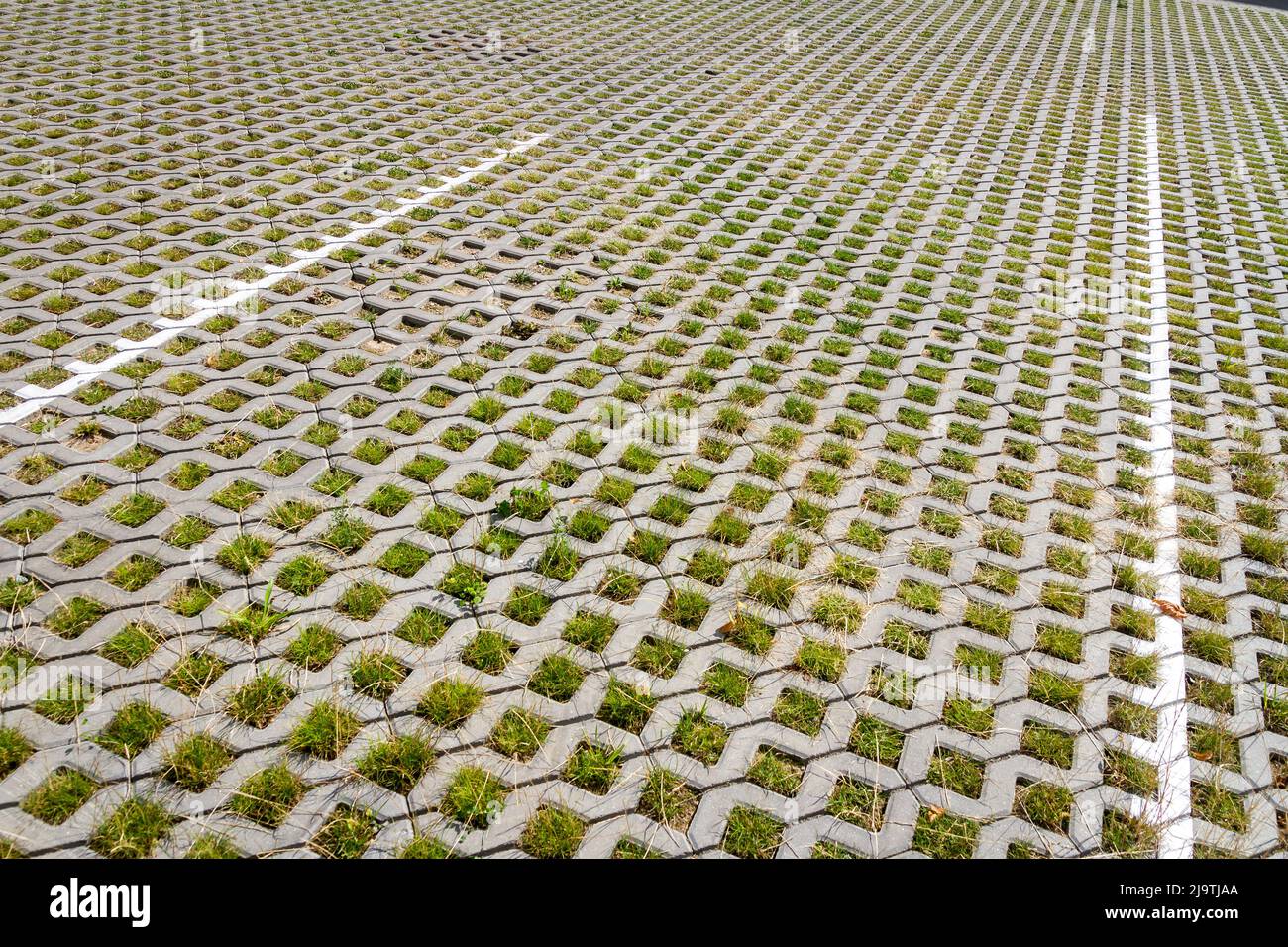 Erba verde tra le piastrelle quadrate del marciapiede. Pavimentazione in erba e cemento. Sfondo eco parking texture. Foto Stock