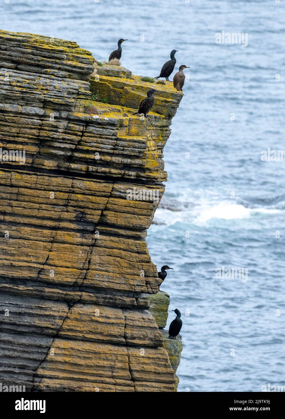 Shags, Gulosus aristotelis sulla scogliera in cima alla riserva naturale di Mull Head, Deerness, Orkney continente, Isole Orkney, Scozia. Foto Stock
