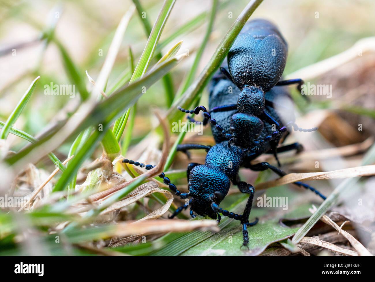 Meloe violaceus Foto Stock