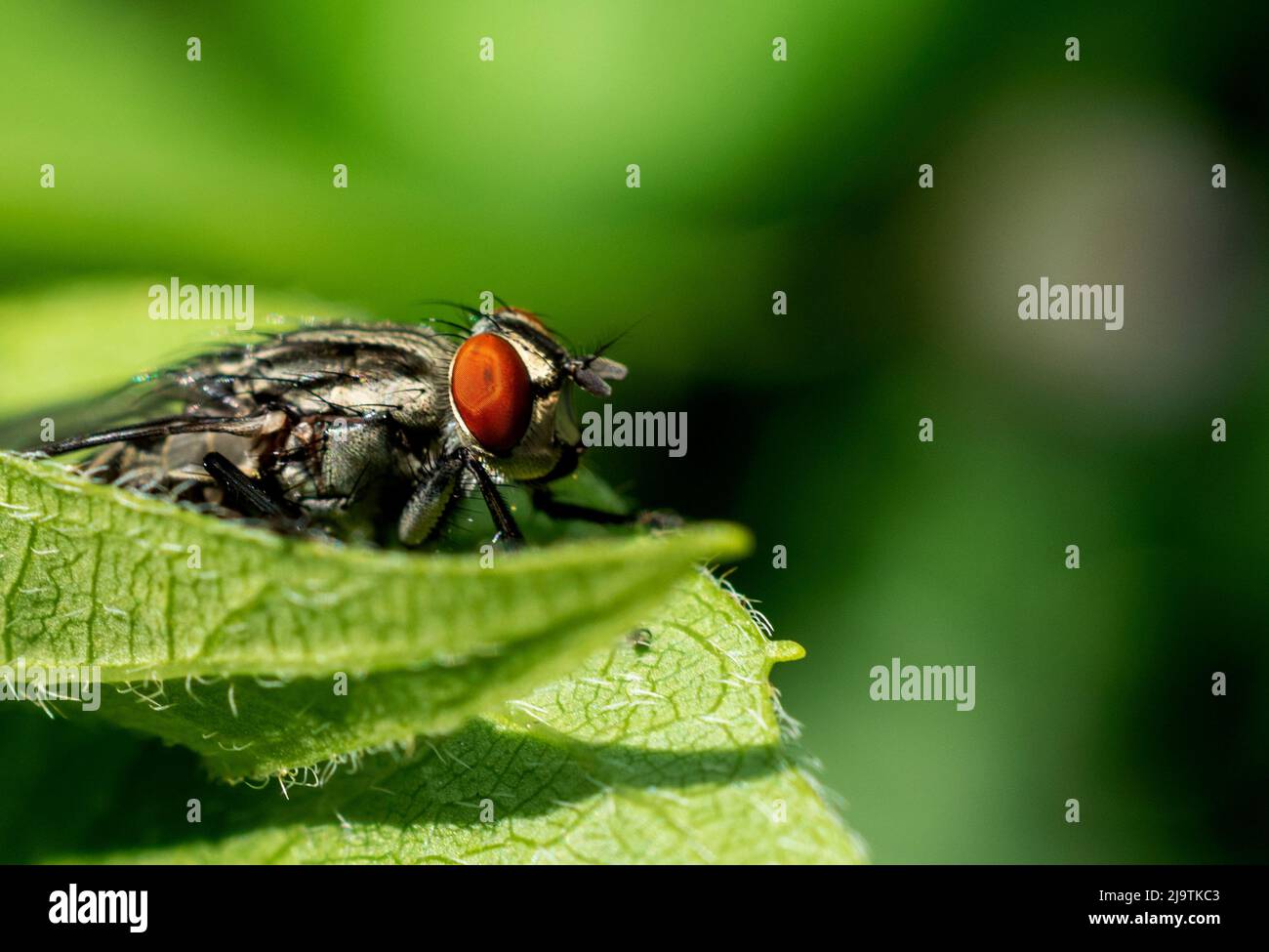 Volare Foto Stock