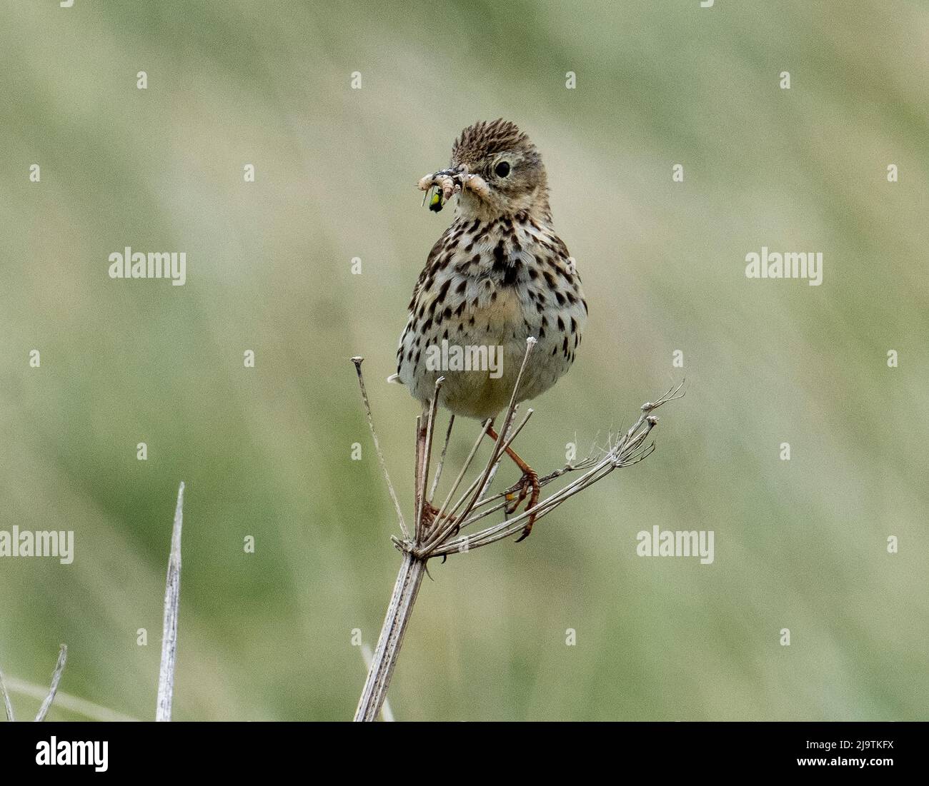 Prato Pipit (Anthus pratensis) con un grub nel suo becco, Deerness, Orkney, Isole, Scozia. Foto Stock