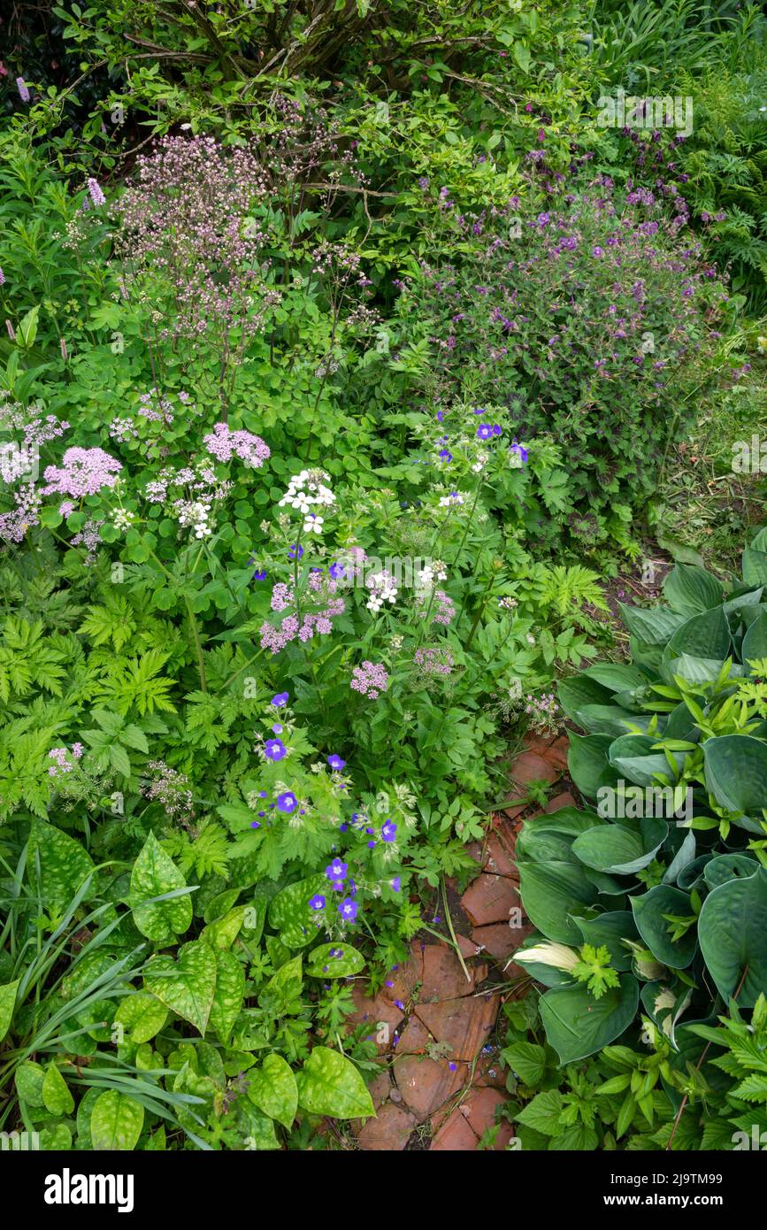 Un giardino di campagna inglese all'inizio dell'estate con abbondanza di arbusti e piante perenni piantate in modo informale. Foto Stock