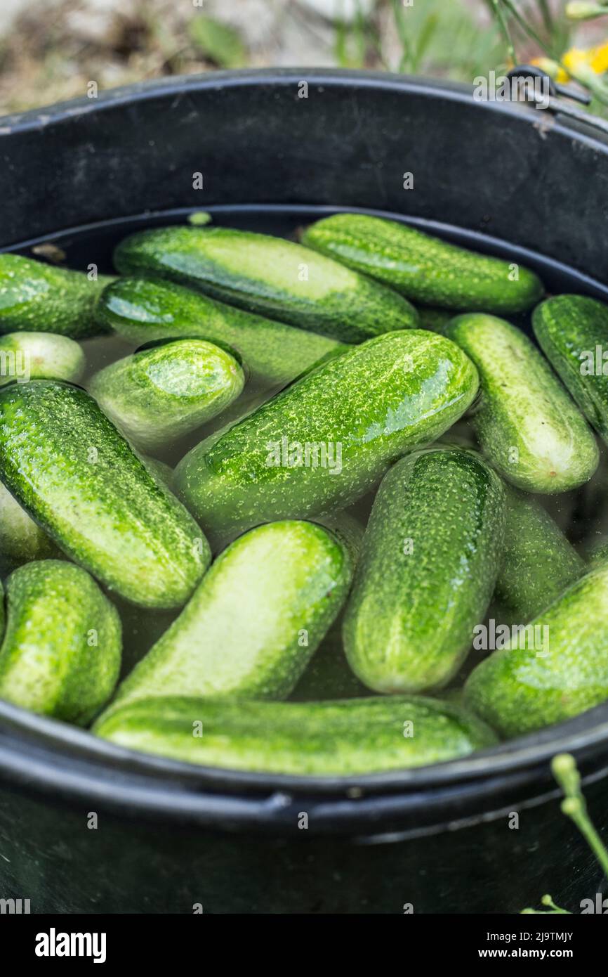 Immergere i cetrioli in acqua fredda ghiacciata per 4 - 5 ore prima di decapare dà sottaceti freschi piacevoli. Cibo domestico hack. Foto Stock