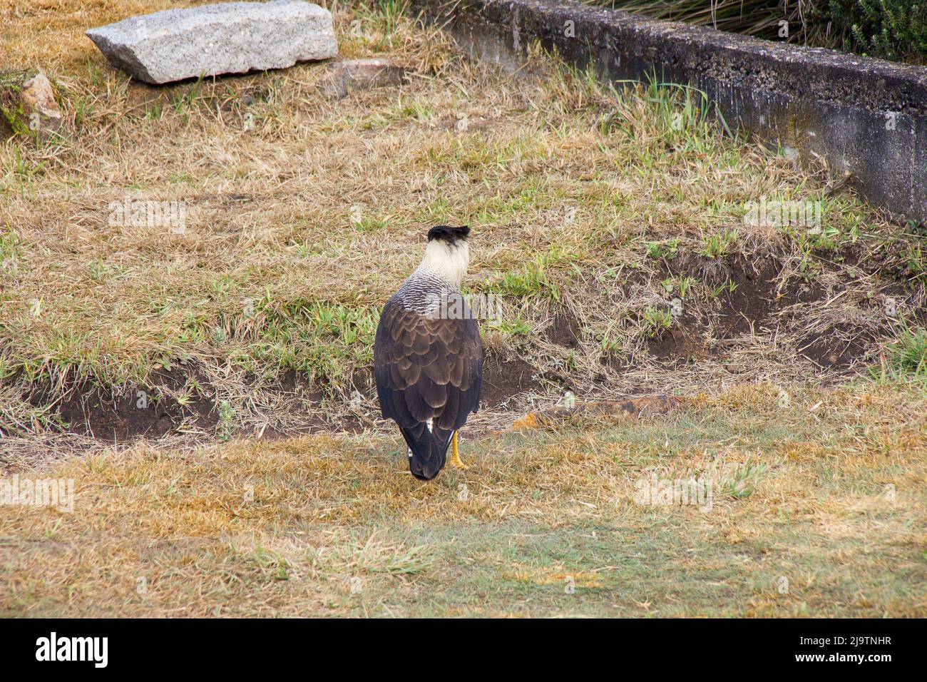 Noto uccello con carcara all'aperto a Rio de Janeiro Brasile. Foto Stock