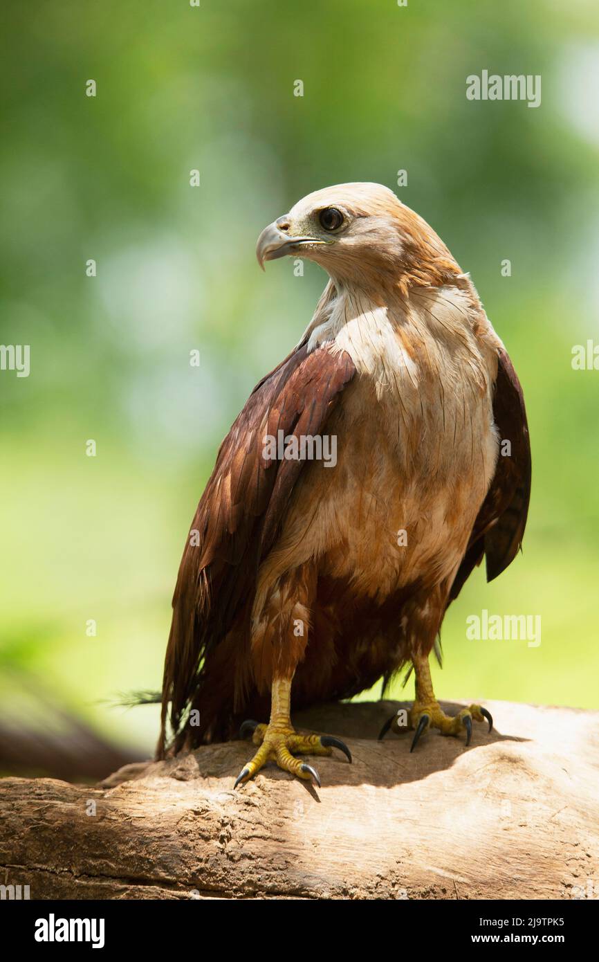 Kite brahminy giovanile, Haliastur indus, Satara, Maharashtra, India Foto Stock