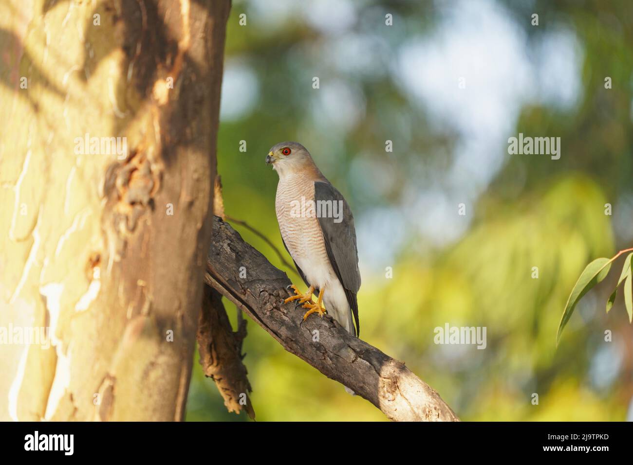 Shikra, Accipiter badius, Satara, Maharashtra, India Foto Stock