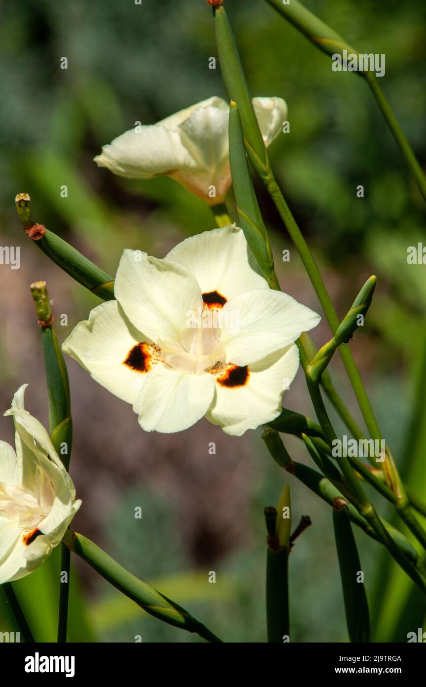 Sydney Australia, fiore giallo paglierino chiaro con macchie marrone scuro di un'iride africana Foto Stock