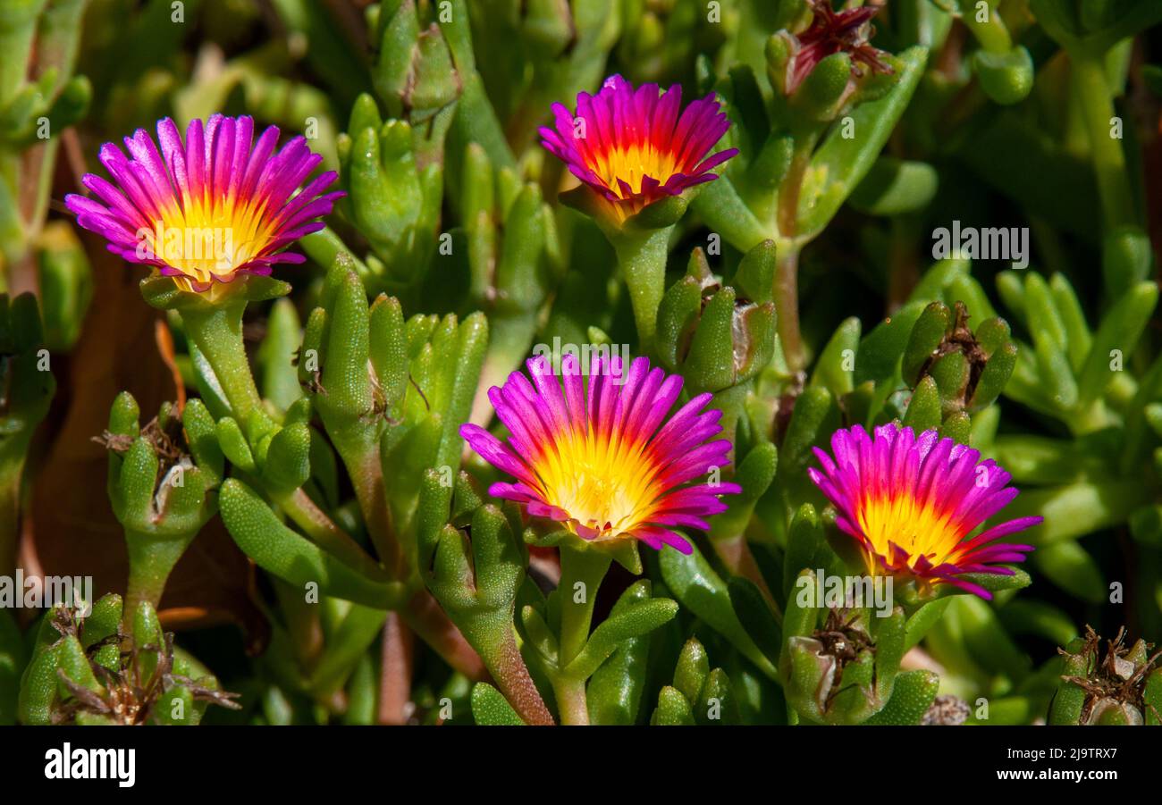 Sydney Australia, fiori gialli e magenta di un nubigenum delospermatico o di una pianta di ghiaccio Foto Stock