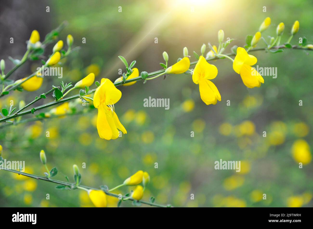 Fiori gialli e foglie della foresta bratta dal genere Cytisus. Fiori di foresta. Foto Stock