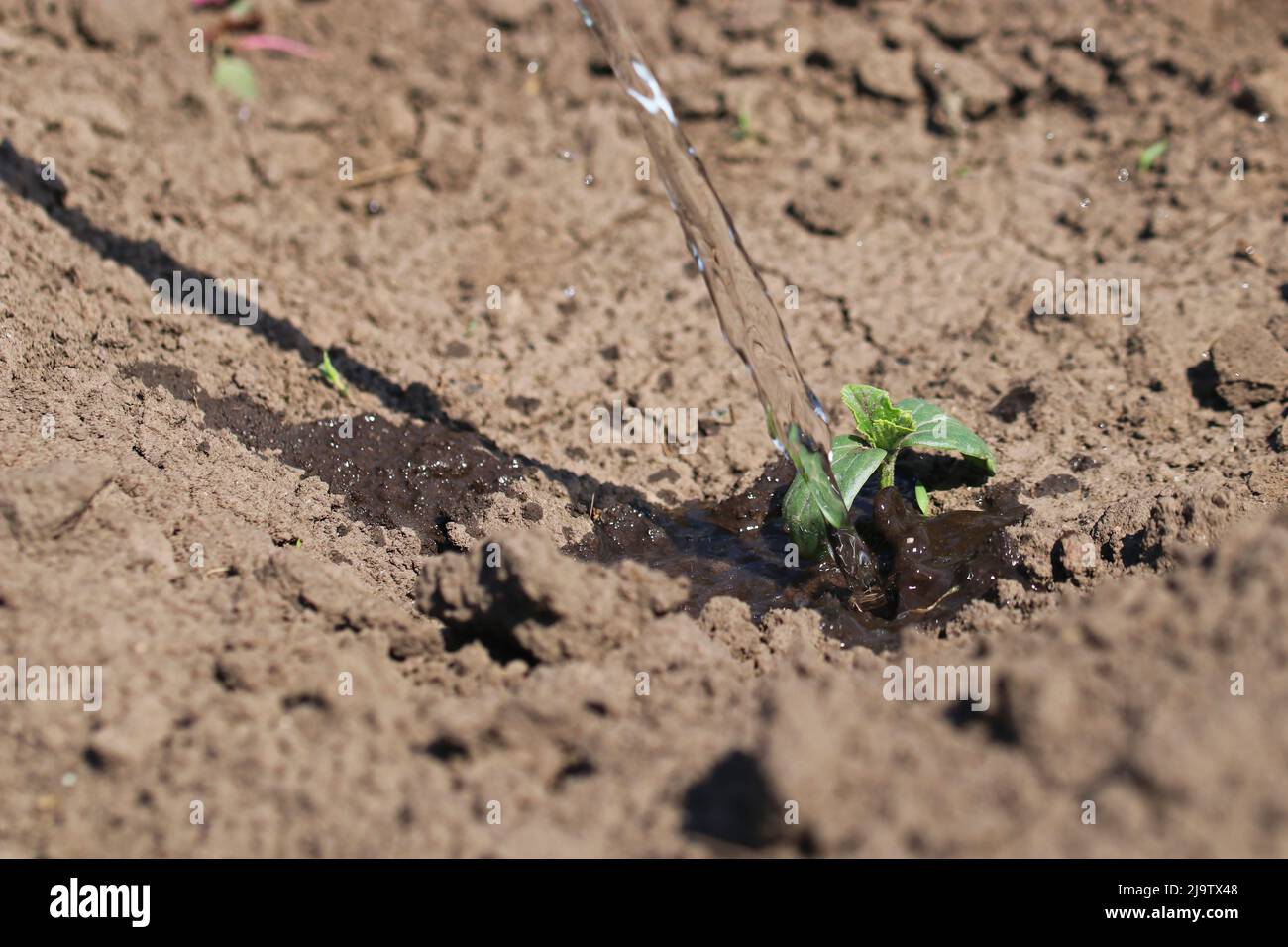 Innaffiare una pianta giovane. La pianta cresce in suolo asciutto. Foto Stock