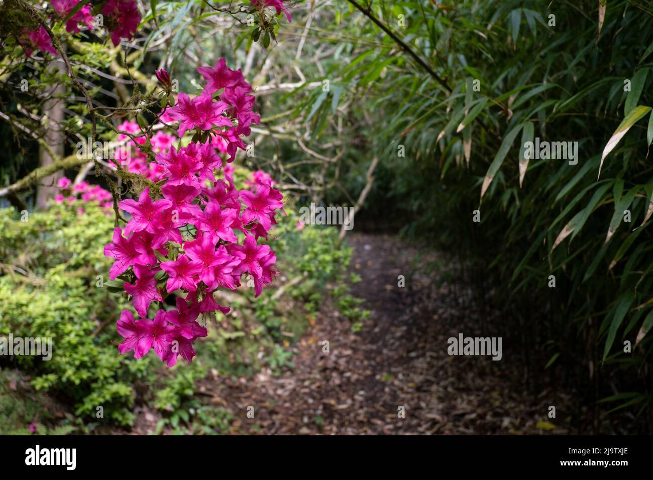 Vivaci fiori Azalea che crescono nel selvaggio giardino sub-tropicale Penjjick in Cornovaglia. Penjerrick Garden è riconosciuto come Cornovaglia vero giungla giardino Foto Stock