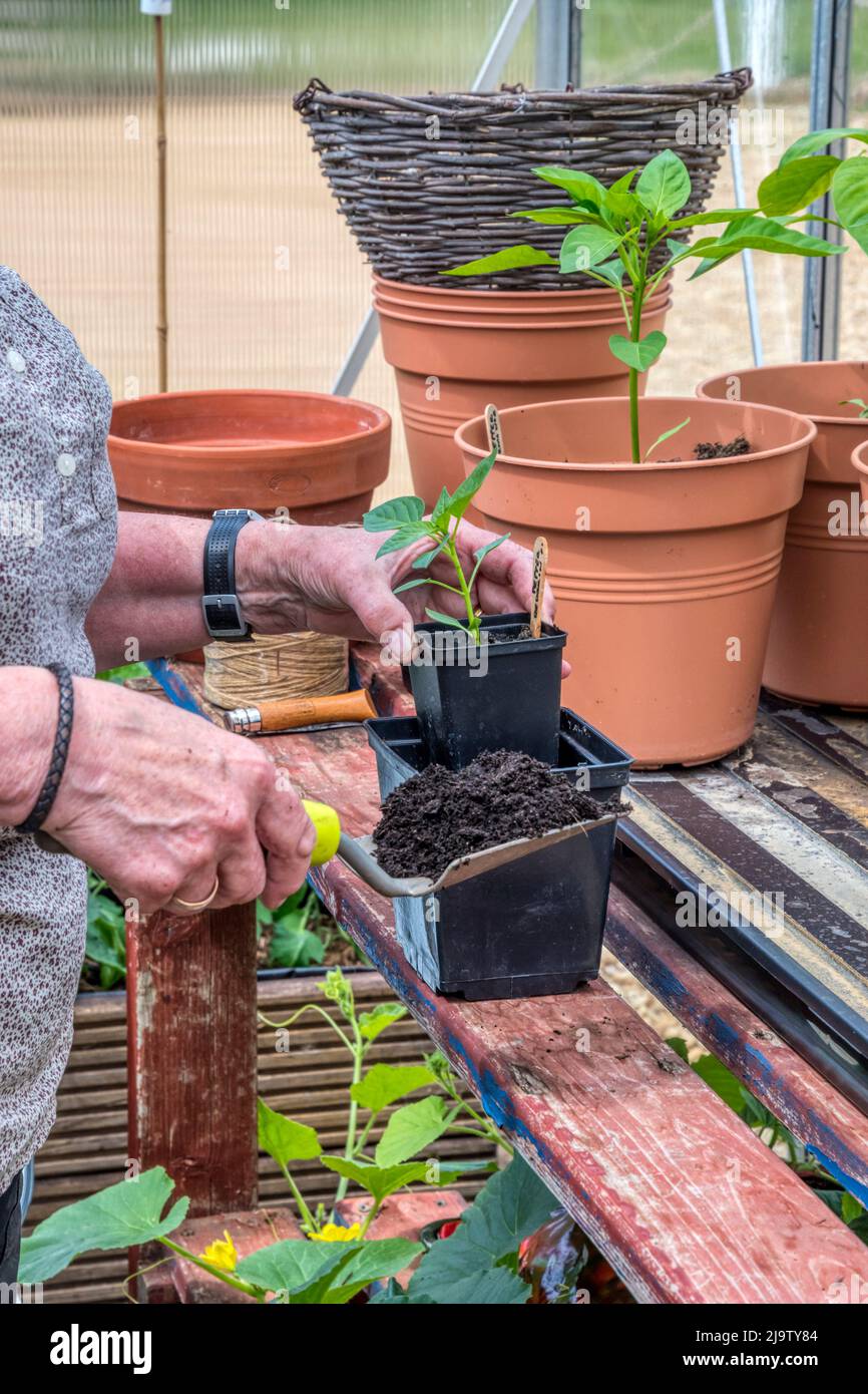 Donna che potting su una pianta del peperoncino usando il pentolino come modello per riempire il pentolino più grande con composto prima di trasferire la pianta. Foto Stock