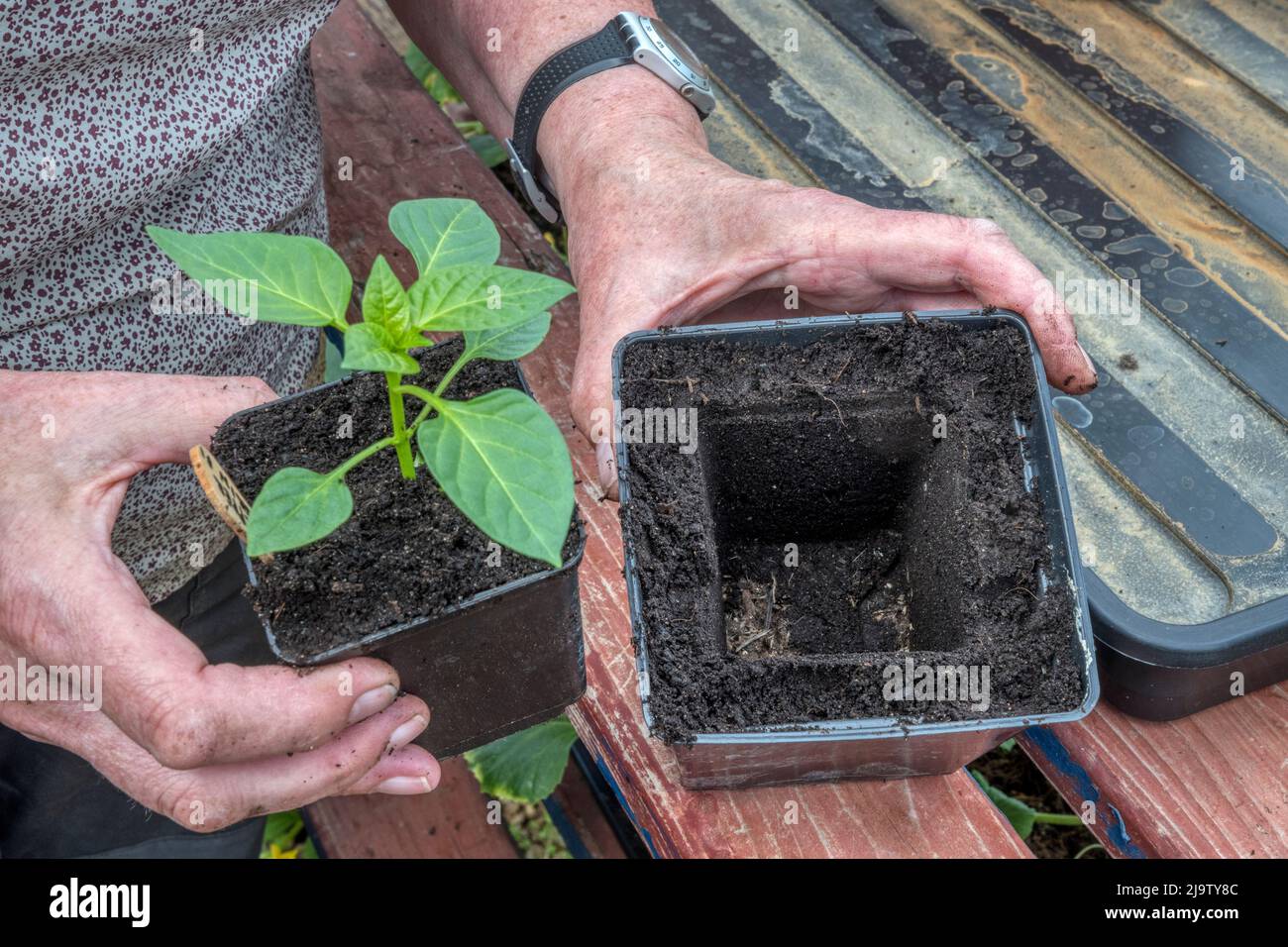 Donna che potting su una pianta del peperoncino usando il pentolino come modello per riempire il pentolino più grande con composto prima di trasferire la pianta. Foto Stock