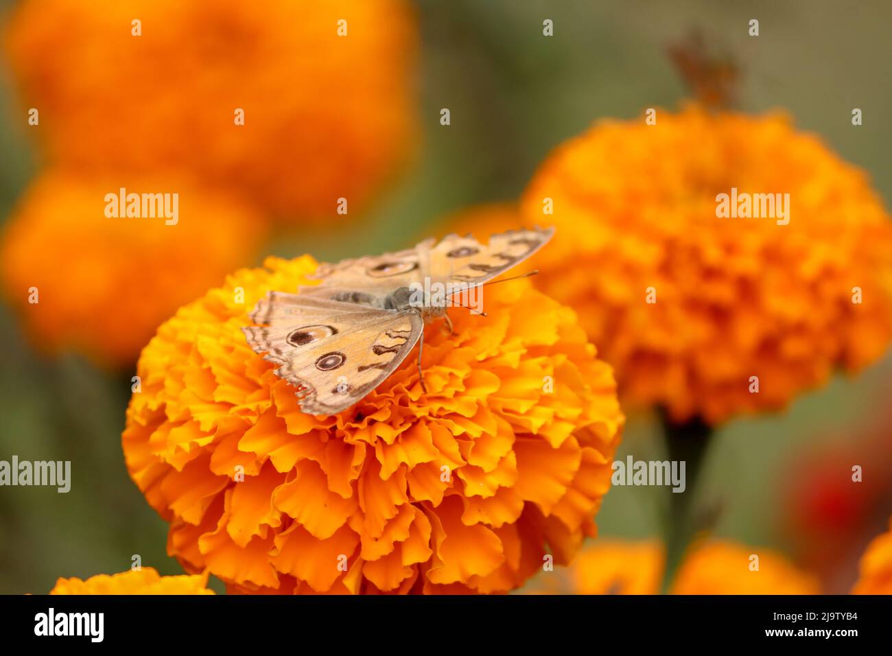 Farfalla arancione su fiore arancione, marigold sfocato. Foto Stock