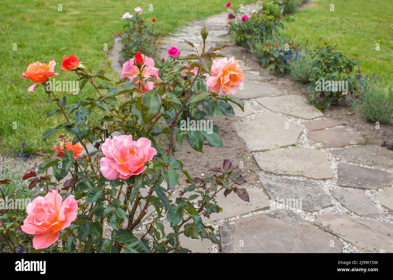 belle rose e sentiero lastricato giardino in pietra Foto Stock