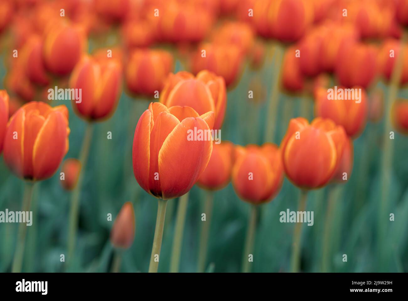 Tulipano fiori prato, fuoco selettivo. Sfondo naturale primaverile per banner web e design di carte. Foto di alta qualità Foto Stock