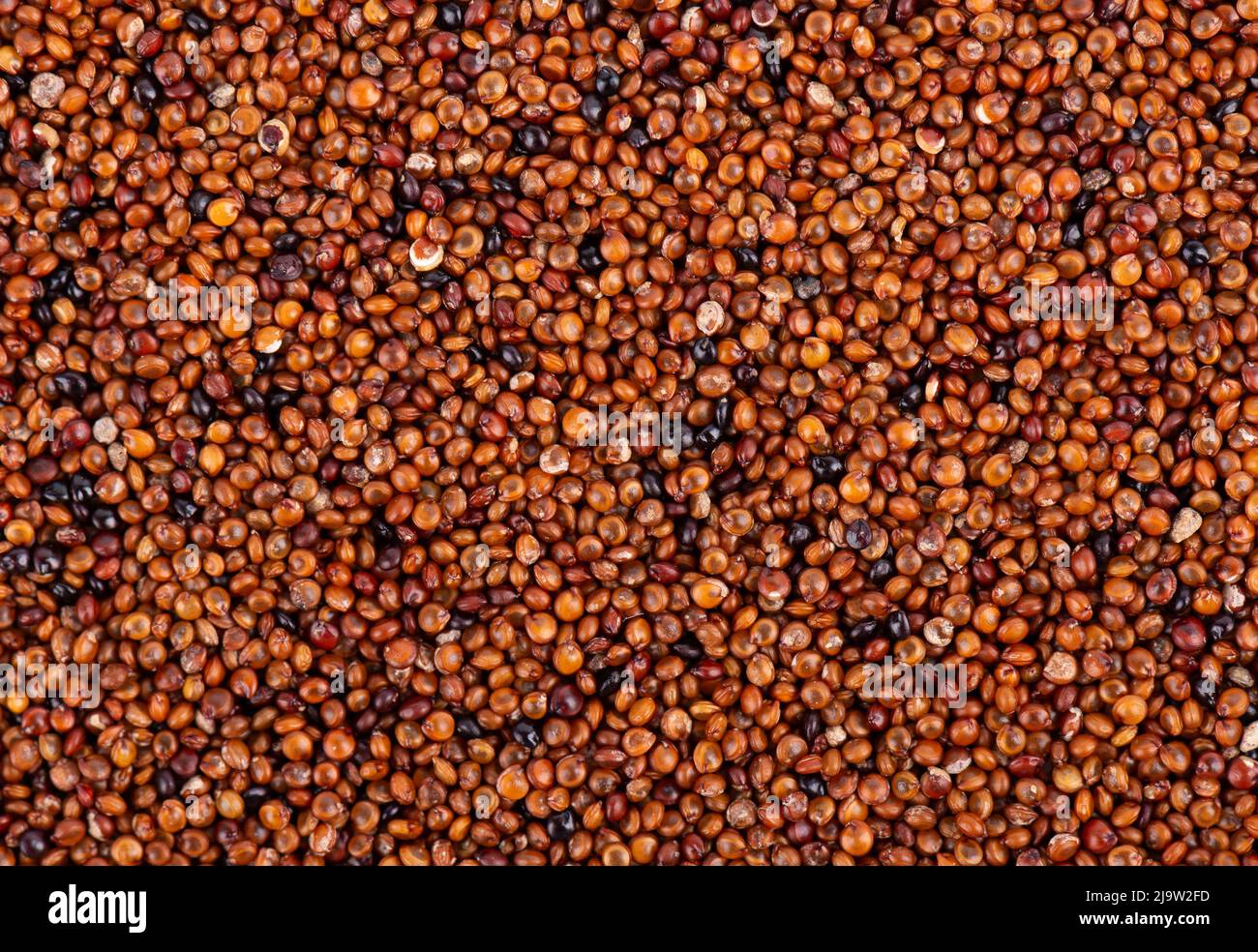 Canihua granisce sfondo. Semi di Qaniwa, qanawa, qanawi o kaniwa. Grani secchi di chenopodium pallidicaule. Vista dall'alto Foto Stock