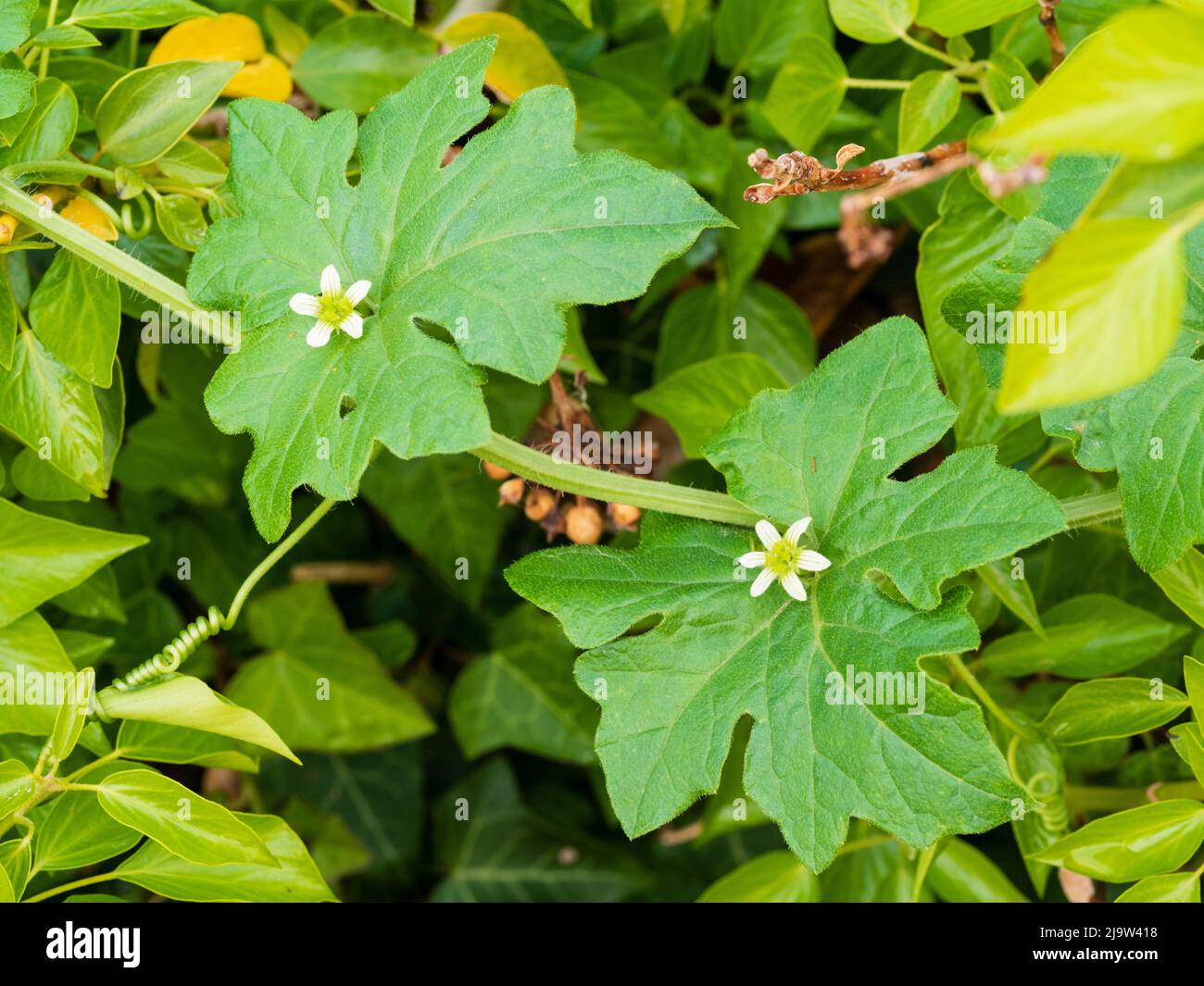 Fine primavera fiori del tendril ardito climber bianco bryony, Bryonia dioica, un fiore selvatico britannico Foto Stock