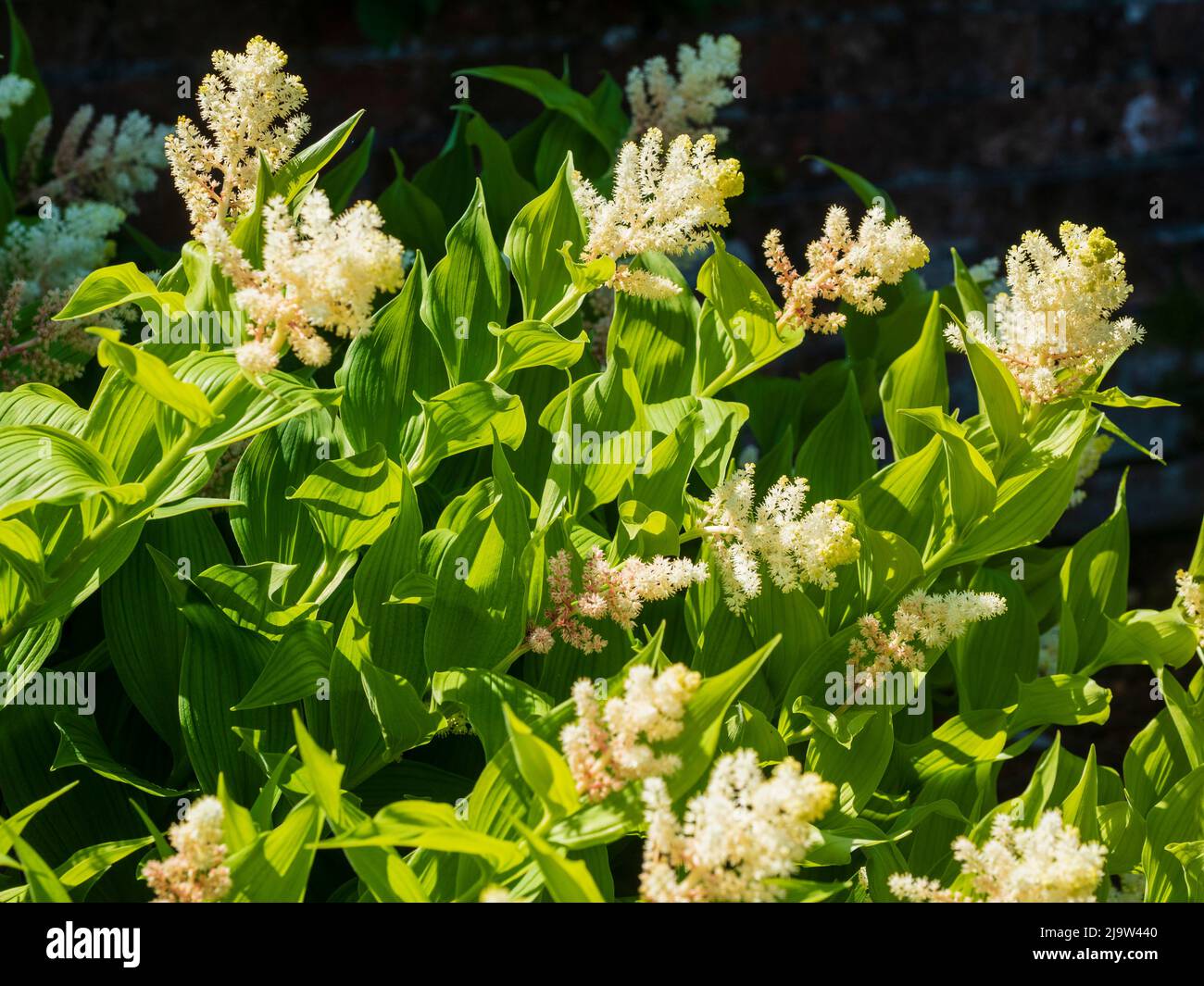 Fiori tardivi della primaverile perenne falsa spikenard, Smilacina racemosa Foto Stock
