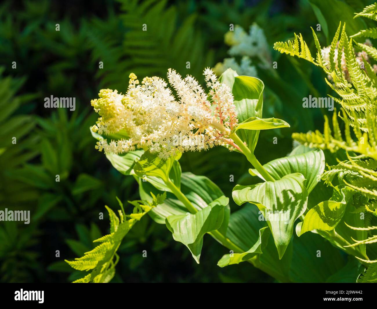 Fiori tardivi della primaverile perenne falsa spikenard, Smilacina racemosa Foto Stock