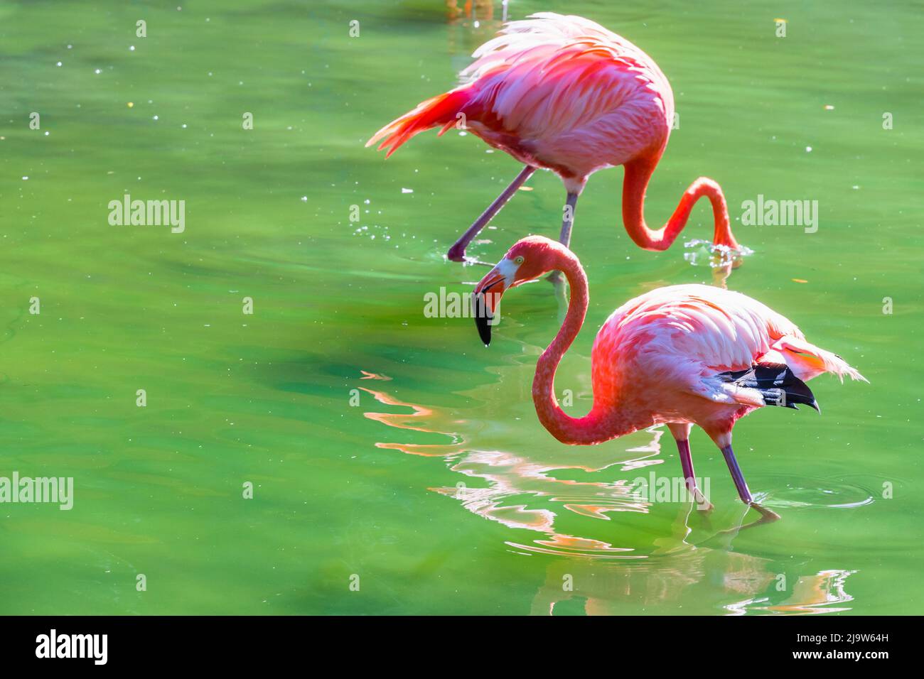 Due fenicotteri rosa camminano sull'acqua in una giornata di sole, foto da vicino Foto Stock