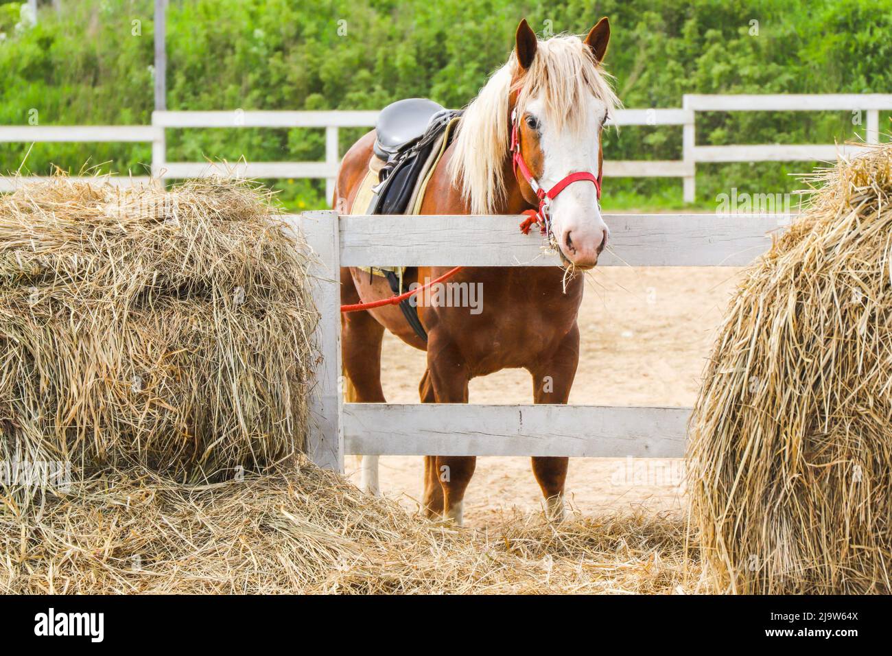 Un cavallo rosso sadled si erge nell'arena a in una giornata estiva Foto Stock