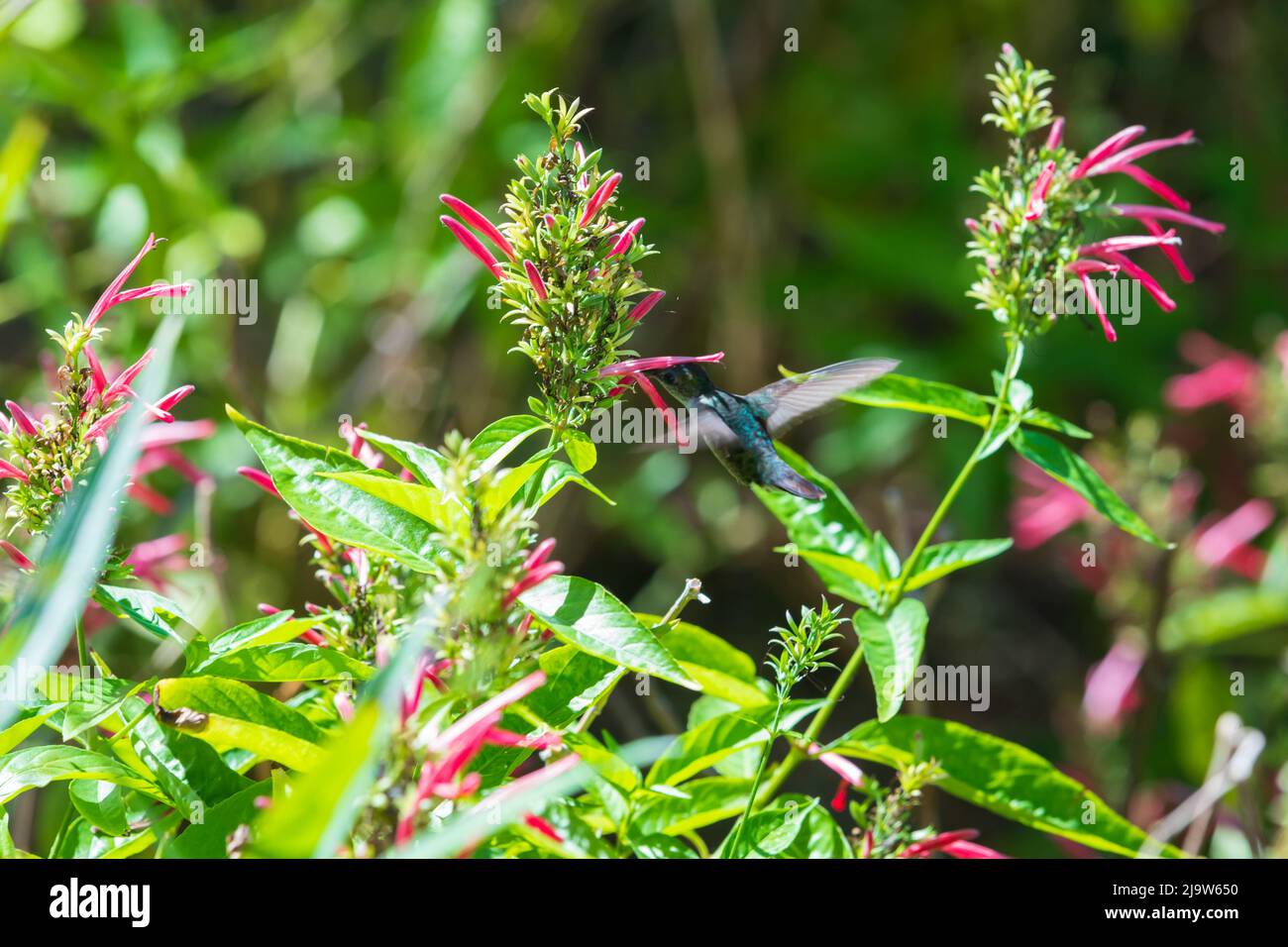 Hummingbird vola vicino ai fiori rossi luminosi del cardinale in una giornata di sole Foto Stock