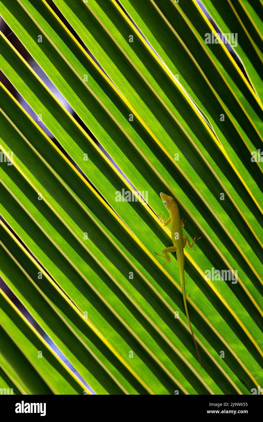 Piccola lucertola verde seduta su una foglia di palma, primo piano foto verticale di Anolis Carolinensis Foto Stock