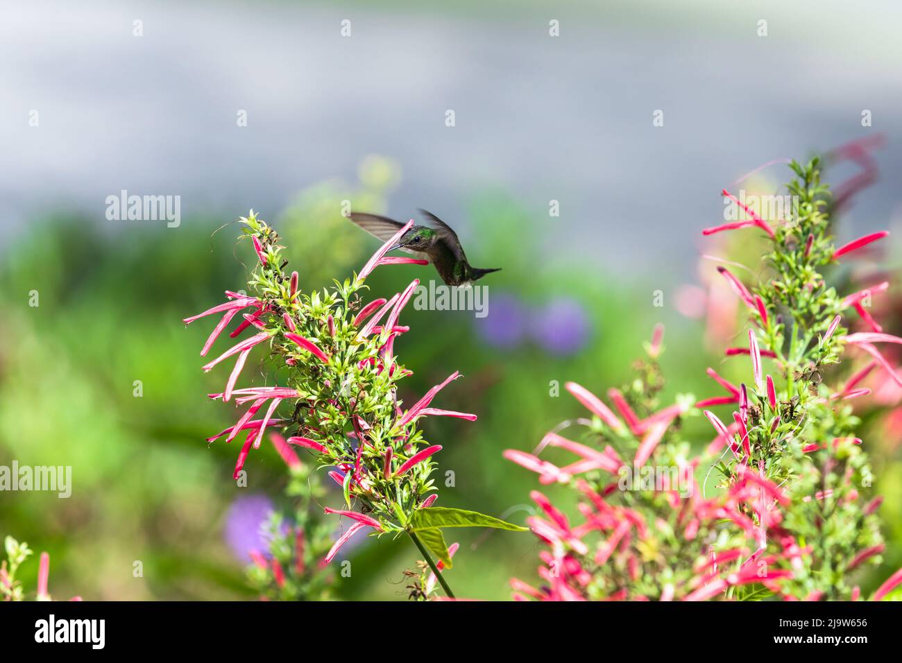 Hummingbird vola vicino a fiori rossi di Lobelia cardinalis in una giornata di sole Foto Stock