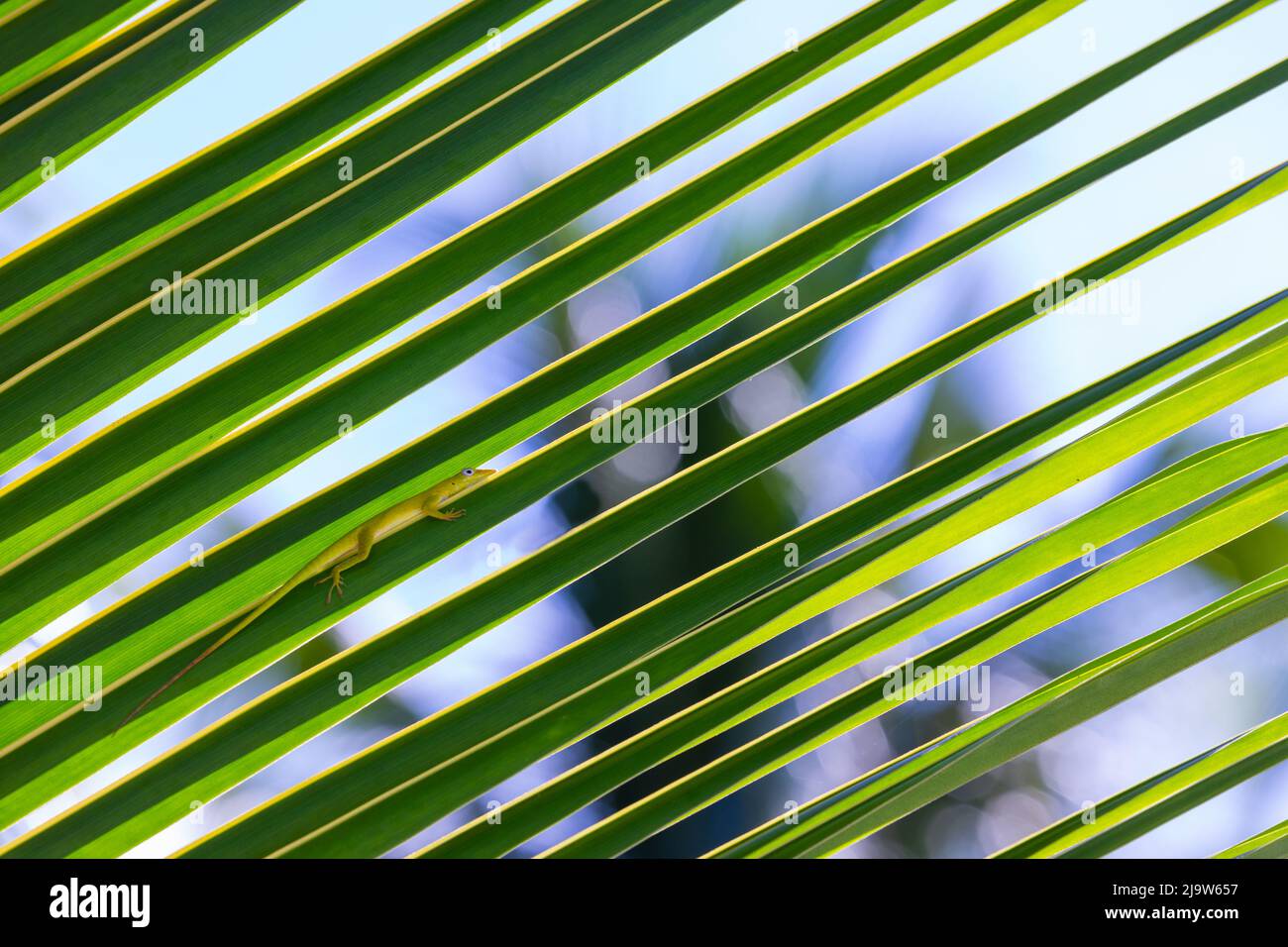 La lucertola verde si siede su una foglia di palma, foto ravvicinata di Anolis Carolinensis Foto Stock
