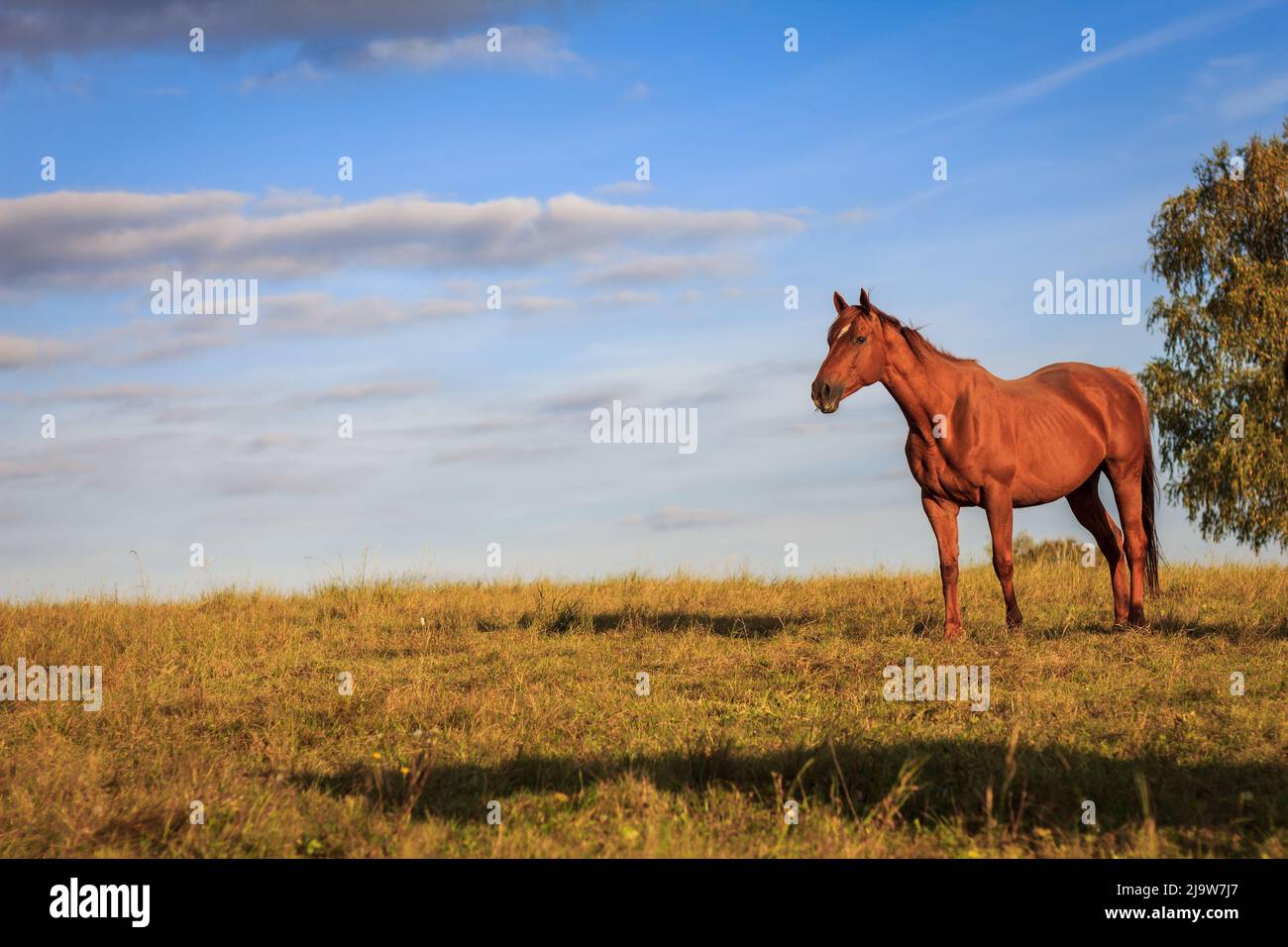 Cavallo di purosangue in piedi sul pascolo. Paesaggio rurale con cielo animale e blu Foto Stock