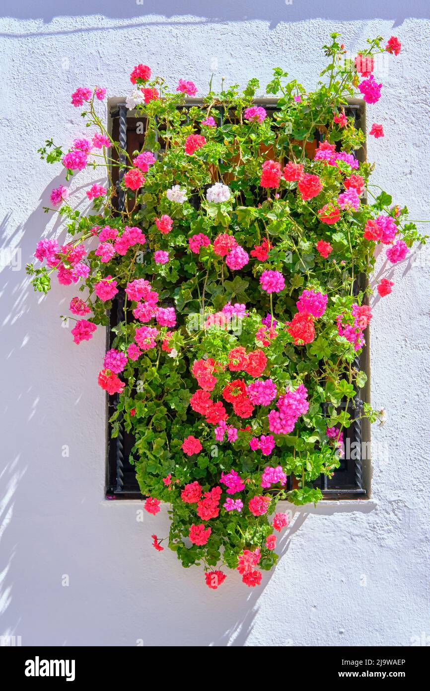 Finestre tradizionali nella città vecchia di Cordoba, durante la Fiesta de los Patios nel mese di maggio. Un sito patrimonio dell'umanità dell'UNESCO. Andalucia, Spagna Foto Stock