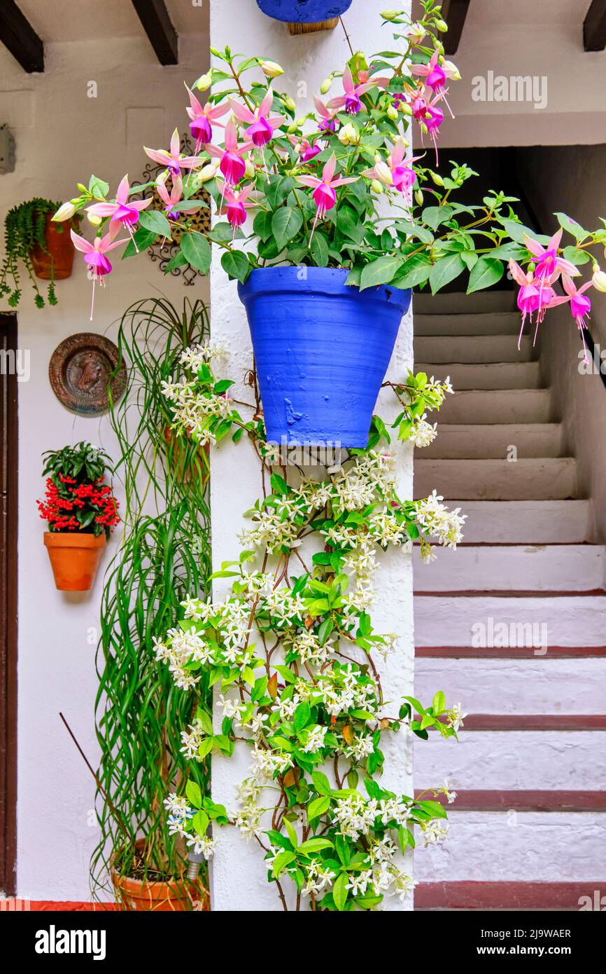 Patio (cortile) pieno di fiori e freschezza dell'Asociacion de Amigos de los Patios Cordobeses, distretto di San Basilio. Un cultu immateriale UNESCO Foto Stock