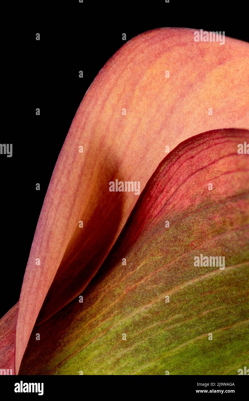 Splendidi colori e forme drammatiche di un fiore rosso Calla Lily, fotografato su un semplice sfondo nero Foto Stock