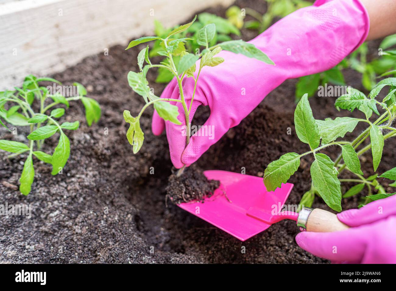 Mani umane sta piantando pomodori nel terreno nel suo giardino. Foto Stock