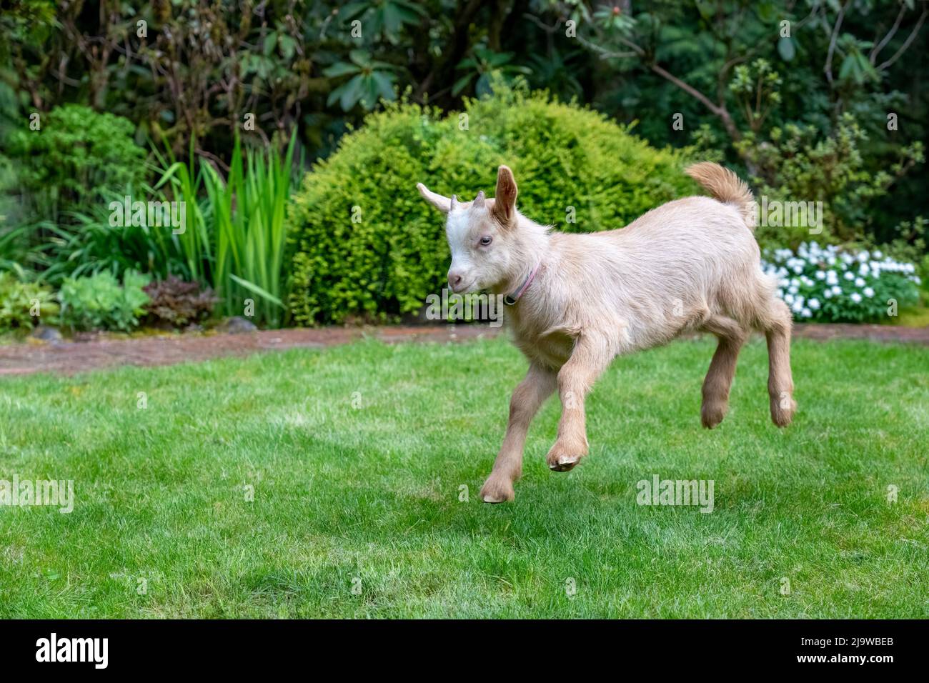 Issaquah, Washington, Stati Uniti. Tre settimane maschio Guernsey capretto colmo in aria in divertimento in un cortile erboso Foto Stock