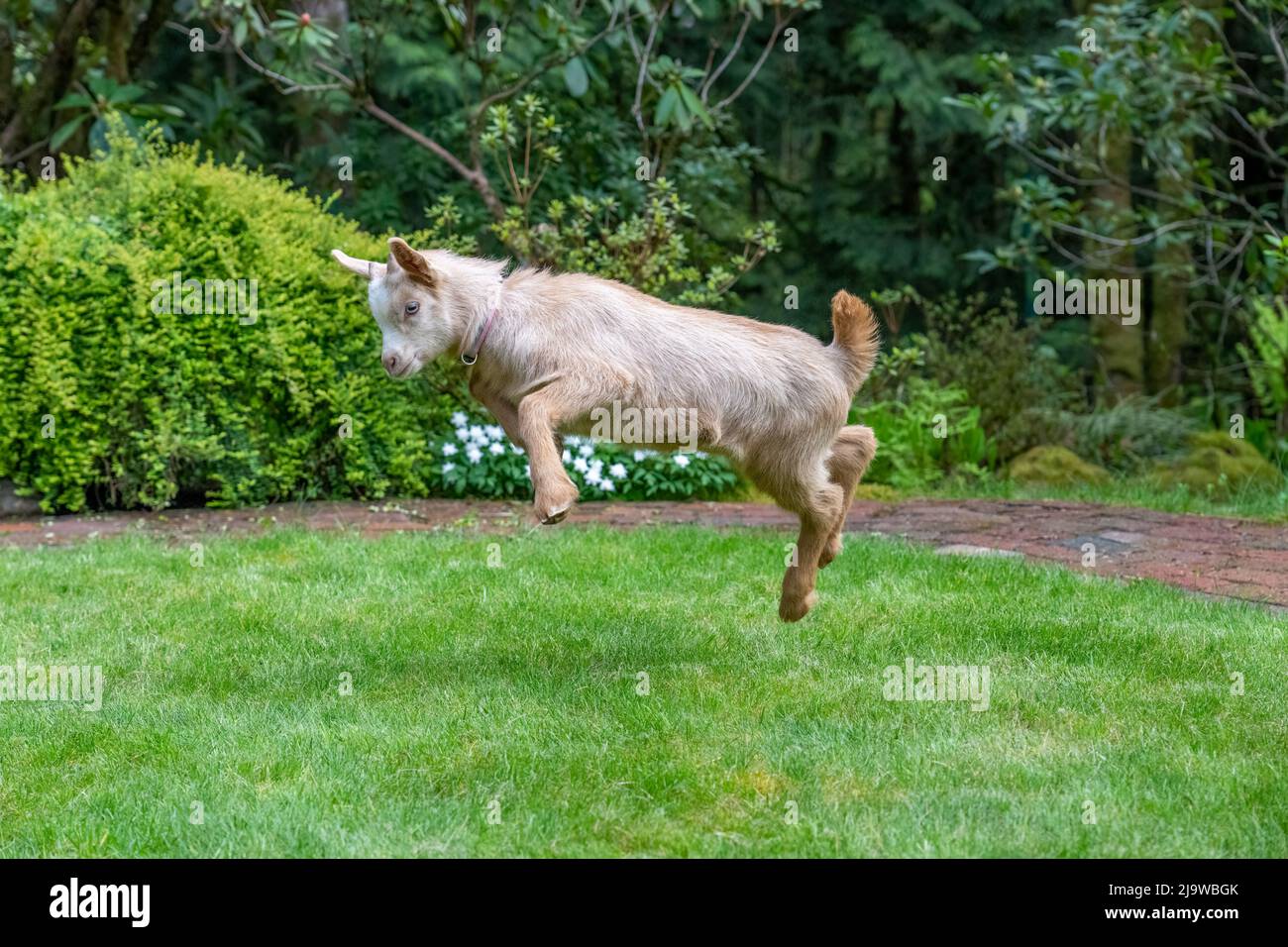 Issaquah, Washington, Stati Uniti. Tre settimane maschio Guernsey capretto colmo in aria in divertimento in un cortile erboso Foto Stock