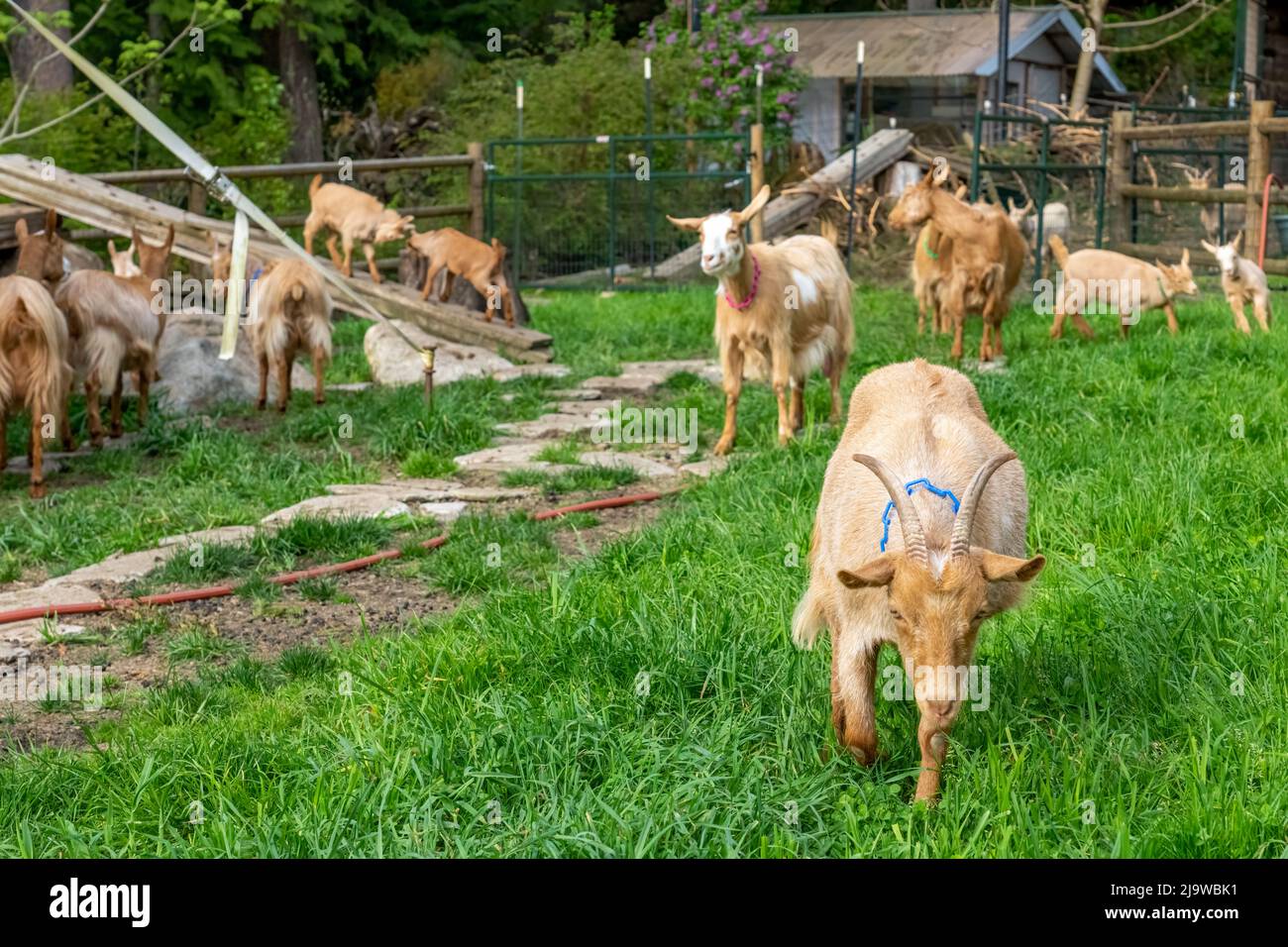 Issaquah, Washington, Stati Uniti. Paddock di capre Golden Guernsey, compresi i bambini di 3 settimane. È una razza rara di capra da latte da Guernsey nel Channe Foto Stock