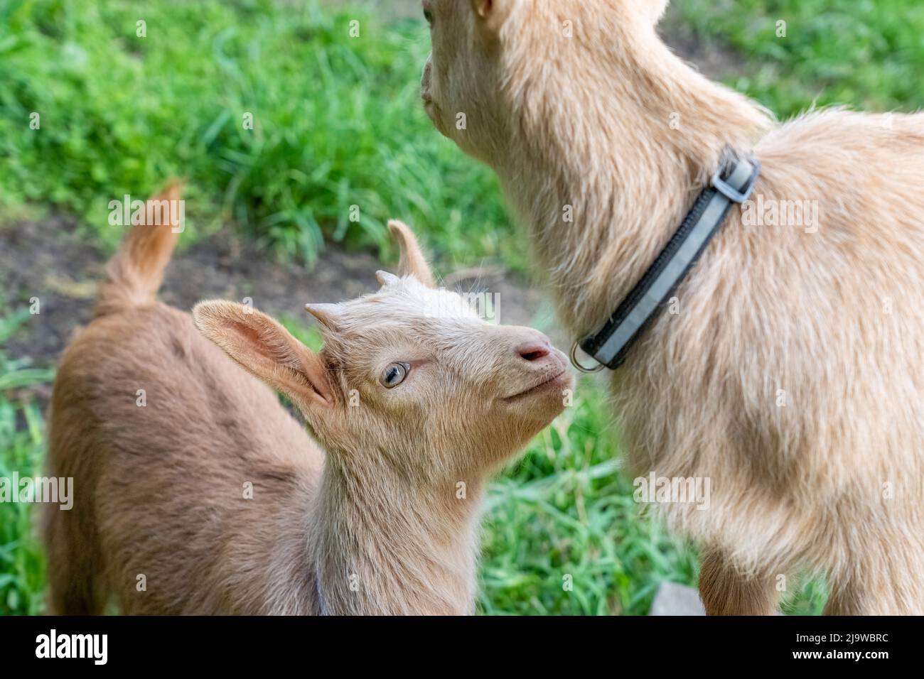 Issaquah, Washington, Stati Uniti. Guernsey Goat maschio di tre settimane guarda la madre, chiedendo attenzione Foto Stock