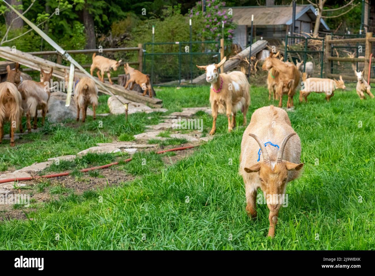 Issaquah, Washington, Stati Uniti. Paddock di capre Golden Guernsey, compresi i bambini di 3 settimane. È una razza rara di capra da latte da Guernsey nel Channe Foto Stock