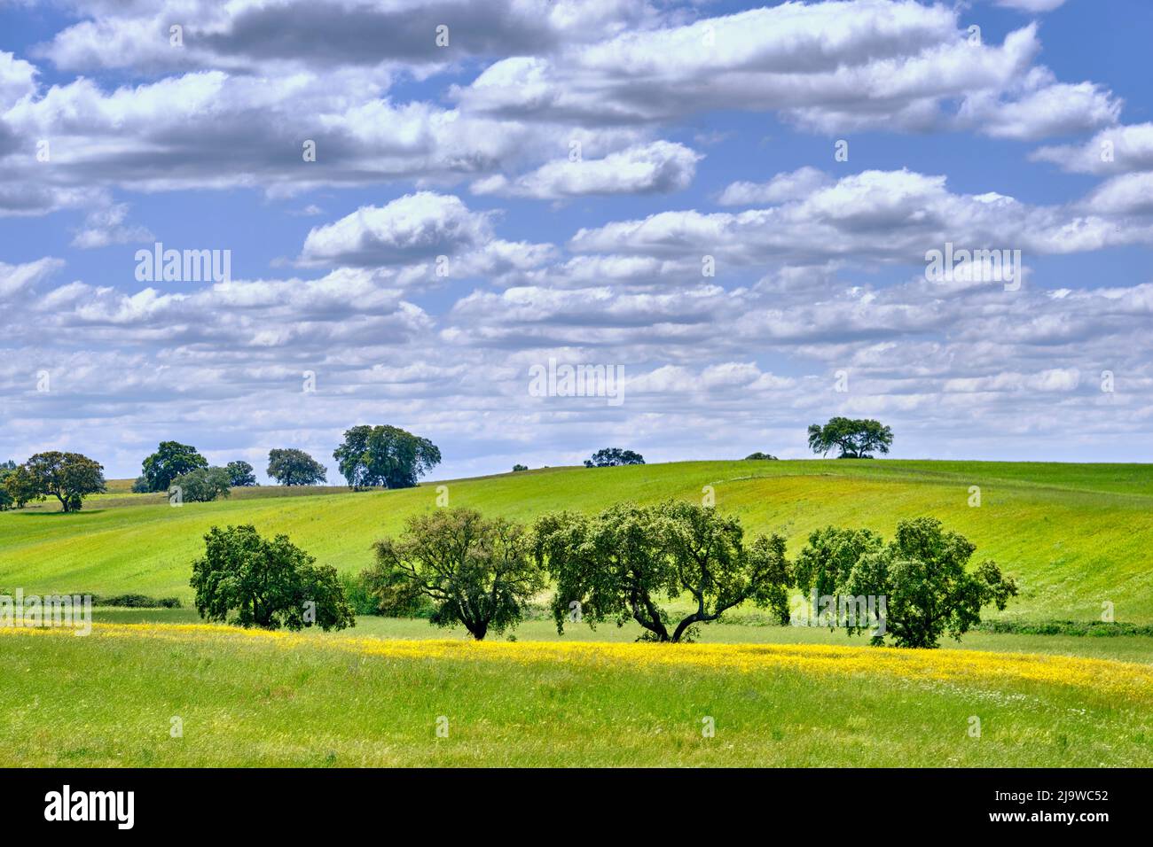 Sughero querce a Ourique, Alentejo. Il Portogallo è il più grande produttore al mondo di sughero. Foto Stock