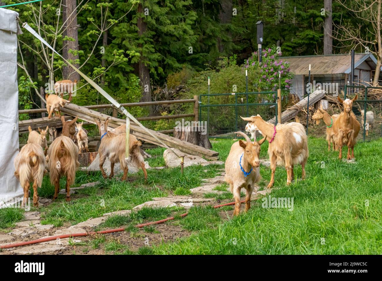 Issaquah, Washington, Stati Uniti. Paddock di capre Golden Guernsey, compresi i bambini di 3 settimane. È una razza rara di capra da latte da Guernsey nel Channe Foto Stock