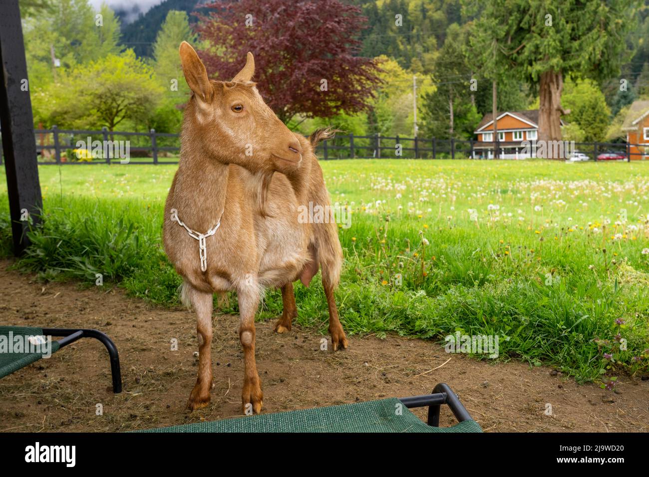 Issaquah, Washington, Stati Uniti. Donna Guernsey Goat con un prato dietro di lei Foto Stock