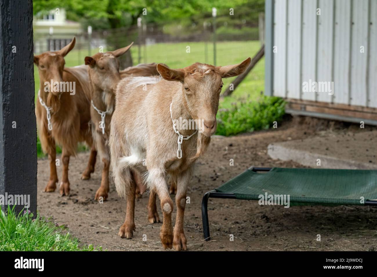 Issaquah, Washington, Stati Uniti. Tre capre femminili di Guernsey accanto ad un granaio di metallo bianco Foto Stock
