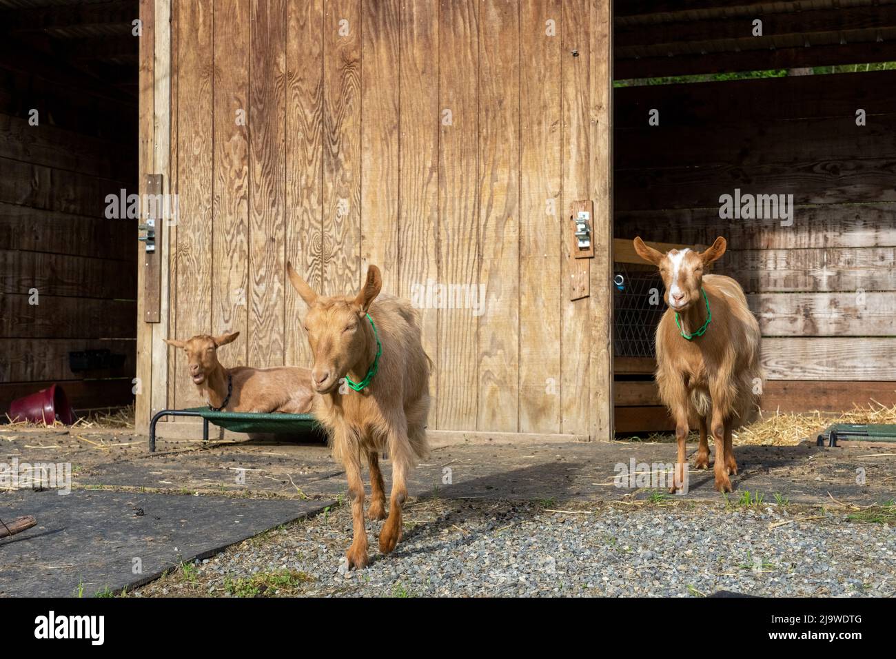 Issaquah, Washington, Stati Uniti. Tre capre Guernsey femmine fuori dal loro granaio, due a piedi e uno a riposo Foto Stock