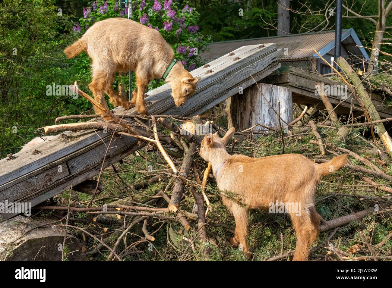 Issaquah, Washington, Stati Uniti. Ragazzi maschi Guernsey Goat di tre settimane che giocano su una tavola nel loro parco giochi, e si arrampicano e mangiano un mucchio di bastoni Foto Stock