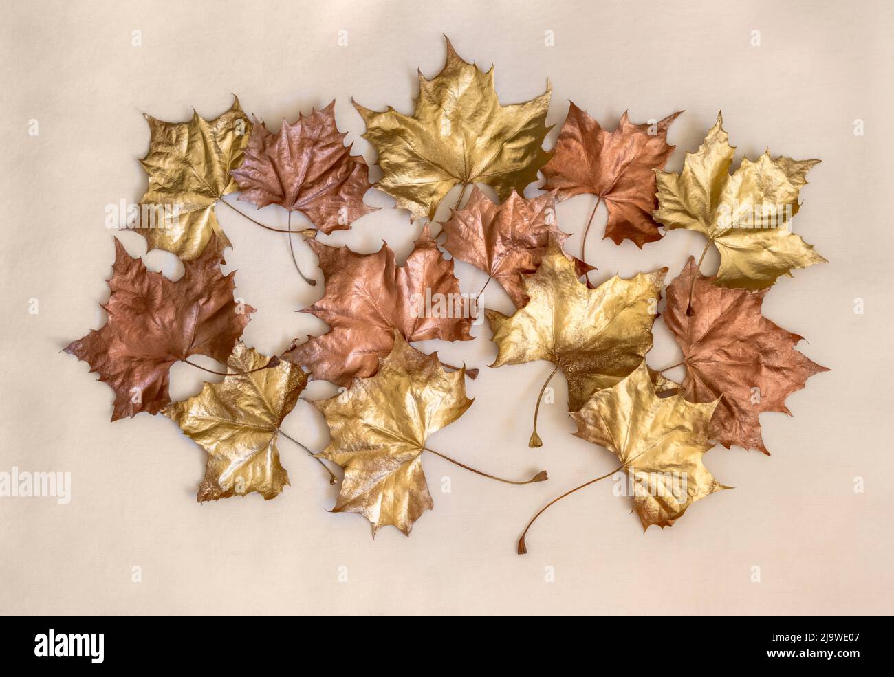 Sfondo caduta con oro e rame foglie d'autunno in un cluster. Isolato su sfondo crema chiaro. Foto Stock