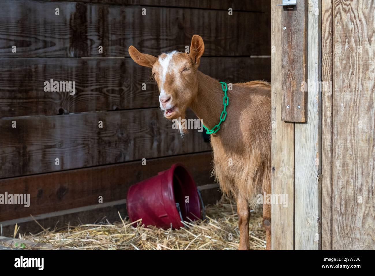 Issaquah, Washington, Stati Uniti. Guernsey Goat, razza del patrimonio dell'umanità dell'adulto, si erge proprio all'interno del suo fienile, guardando fuori Foto Stock